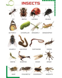 Insects